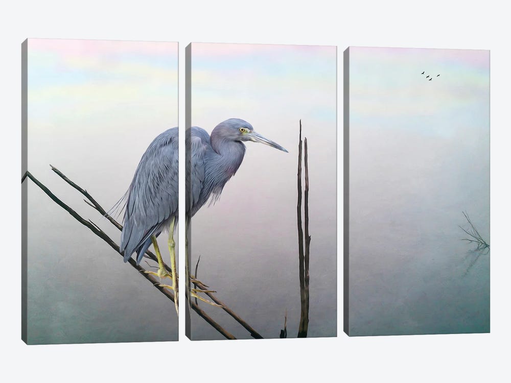 Little Blue Heron At Pond by Laura D Young 3-piece Canvas Art