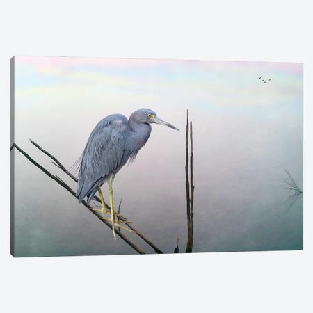 Little Blue Heron At Pond Canvas Print #LDY52} by Laura D Young Art Print