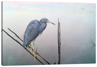 Little Blue Heron At Pond Canvas Art Print - Heron Art
