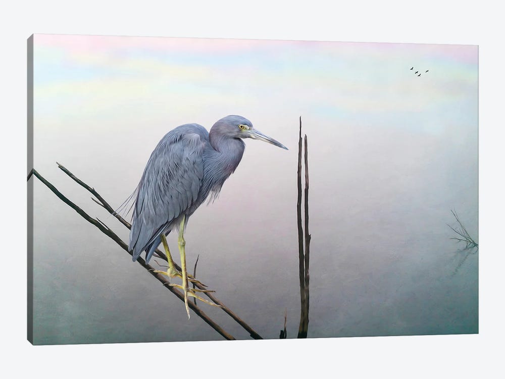 Little Blue Heron At Pond by Laura D Young 1-piece Canvas Art