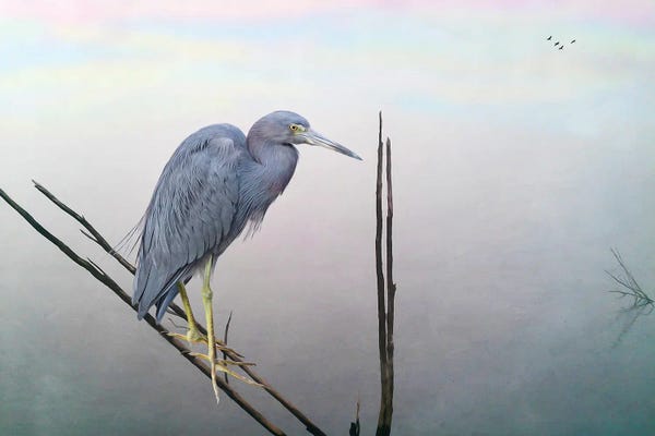 Laura D Young: Little Blue Heron At Pond by Laura D Young