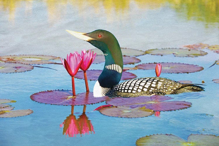 Yellow Billed Loon And Water Lilies