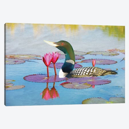 Yellow Billed Loon And Water Lilies Canvas Print #LDY53} by Laura D Young Art Print
