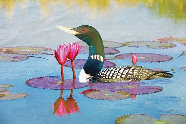 Laura D Young: Yellow Billed Loon And Water Lilies by Laura D Young