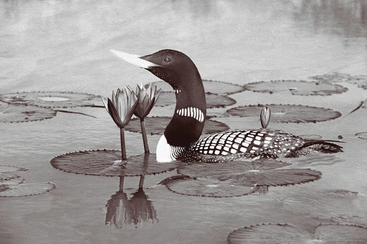 Yellow Billed Loon And Water Lilies Bw