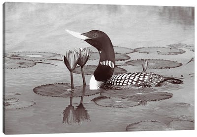 Yellow Billed Loon And Water Lilies Bw Canvas Art Print - Laura D Young