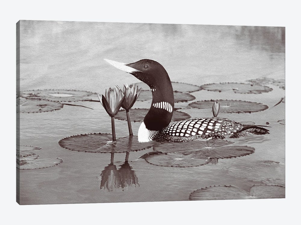 Yellow Billed Loon And Water Lilies Bw by Laura D Young 1-piece Canvas Wall Art