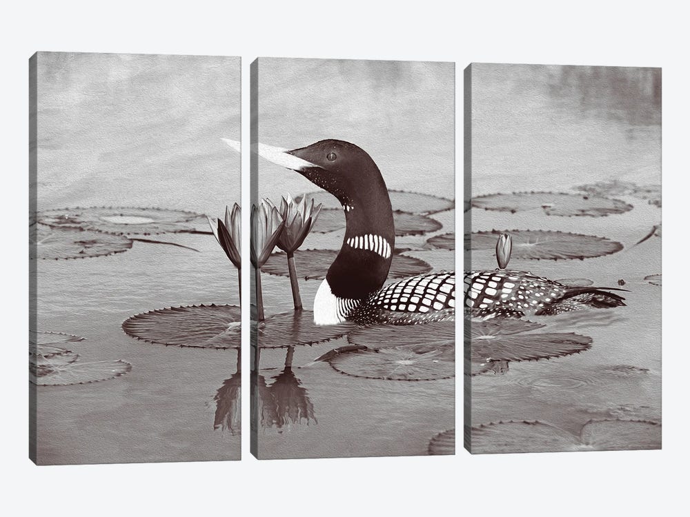 Yellow Billed Loon And Water Lilies Bw by Laura D Young 3-piece Canvas Art