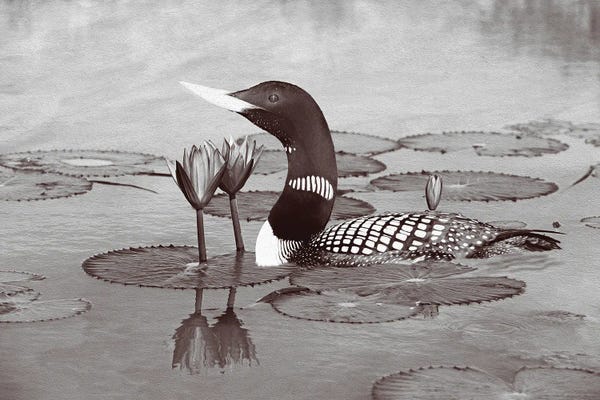 Laura D Young: Yellow Billed Loon And Water Lilies Bw by Laura D Young