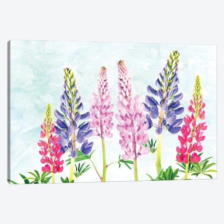 Lovely Lupine Canvas Print #LDY55} by Laura D Young Canvas Art