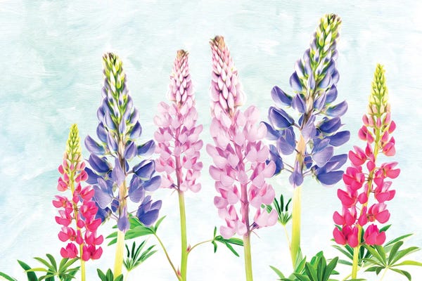 Lupines: Lovely Lupine by Laura D Young