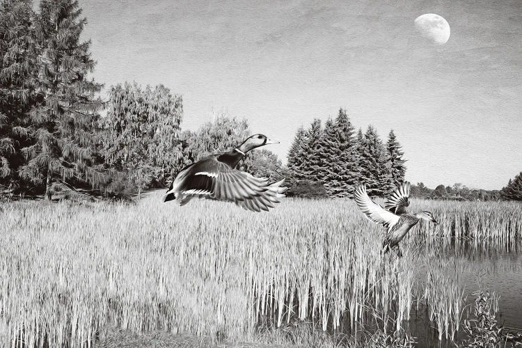 Mallards And The Moon Bw