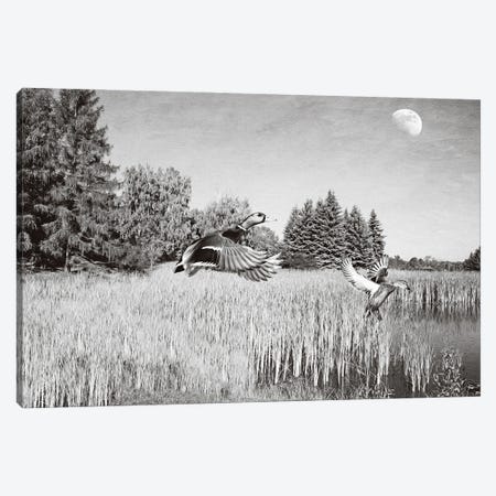 Mallards And The Moon Bw Canvas Print #LDY56} by Laura D Young Canvas Artwork