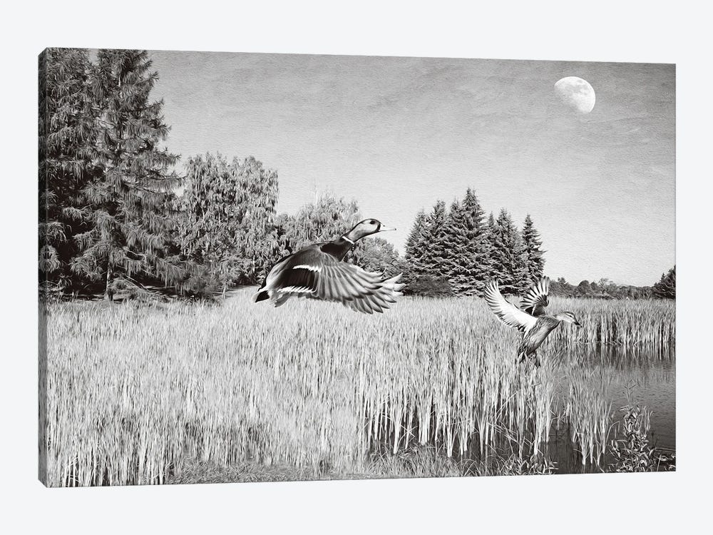 Mallards And The Moon Bw by Laura D Young 1-piece Canvas Art