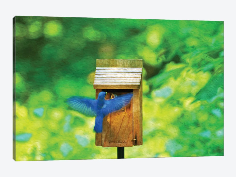 Male Bluebird Feeding Baby by Laura D Young 1-piece Canvas Art Print
