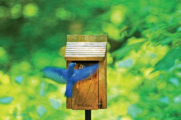 Laura D Young: Male Bluebird Feeding Baby by Laura D Young