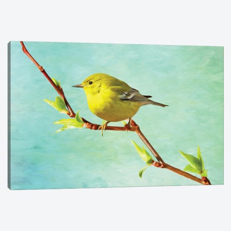 Pine Warbler On A Spring Branch Canvas Print #LDY58} by Laura D Young Canvas Print