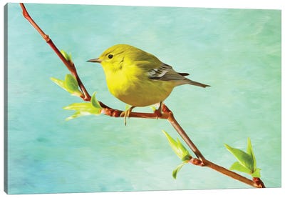 Pine Warbler On A Spring Branch Canvas Art Print - Laura D Young