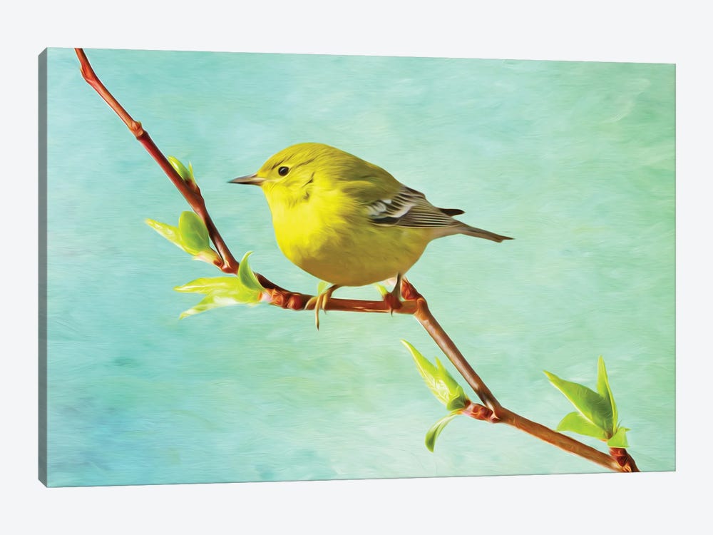 Pine Warbler On A Spring Branch by Laura D Young 1-piece Canvas Wall Art