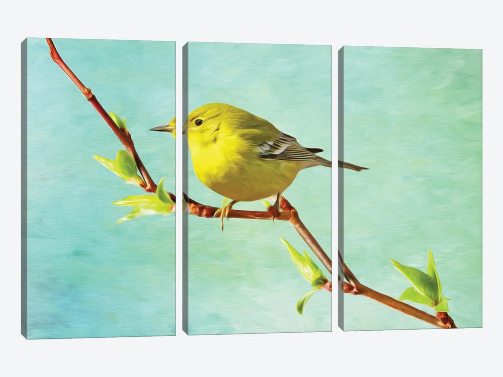 Pine Warbler On A Spring Branch by Laura D Young 3-piece Canvas Wall Art