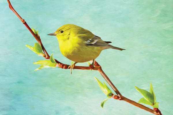 Laura D Young: Pine Warbler On A Spring Branch by Laura D Young