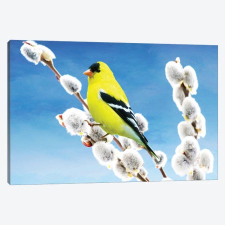 American Goldfinch Perched On Pussy Willow Canvas Print #LDY5} by Laura D Young Canvas Art