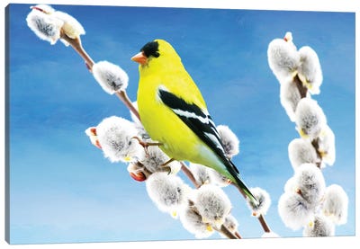 American Goldfinch Perched On Pussy Willow Canvas Art Print