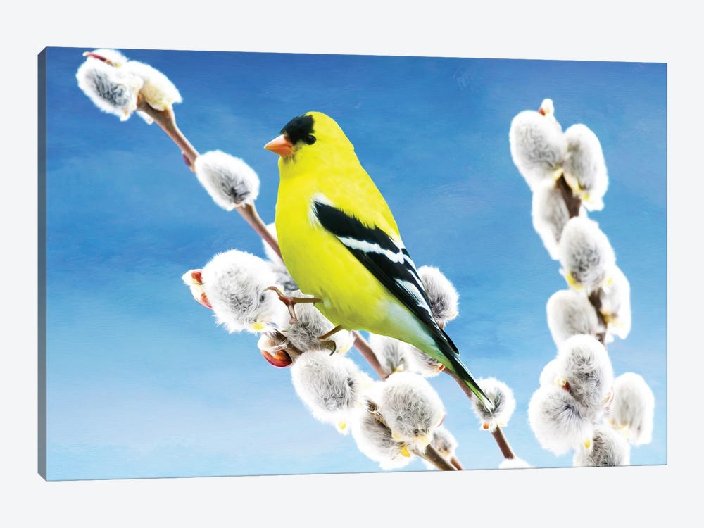 American Goldfinch Perched On Pussy Willow by Laura D Young 1-piece Canvas Print