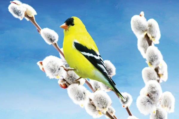 Laura D Young: American Goldfinch Perched On Pussy Willow by Laura D Young