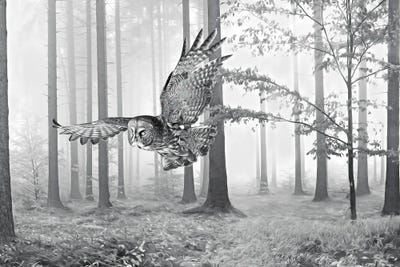 Great Gray Owl In Autumn Woods Bw by Laura D Young canvas print