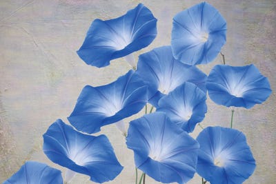 Blue Morning Glory Flowers by Laura D Young art print