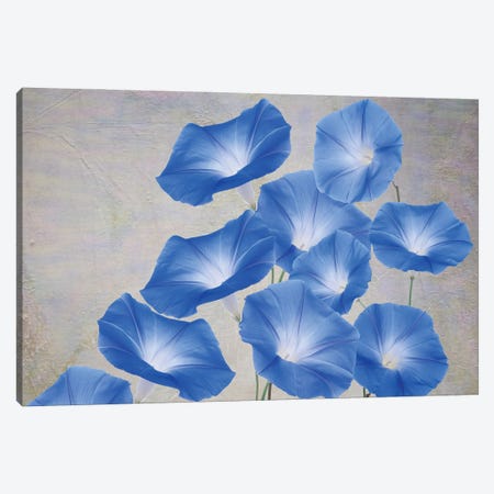Blue Morning Glory Flowers Canvas Print #LDY60} by Laura D Young Canvas Wall Art