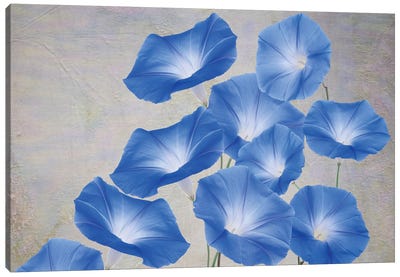 Blue Morning Glory Flowers Canvas Art Print - Laura D Young
