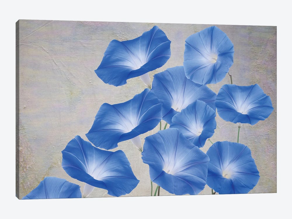 Blue Morning Glory Flowers by Laura D Young 1-piece Art Print