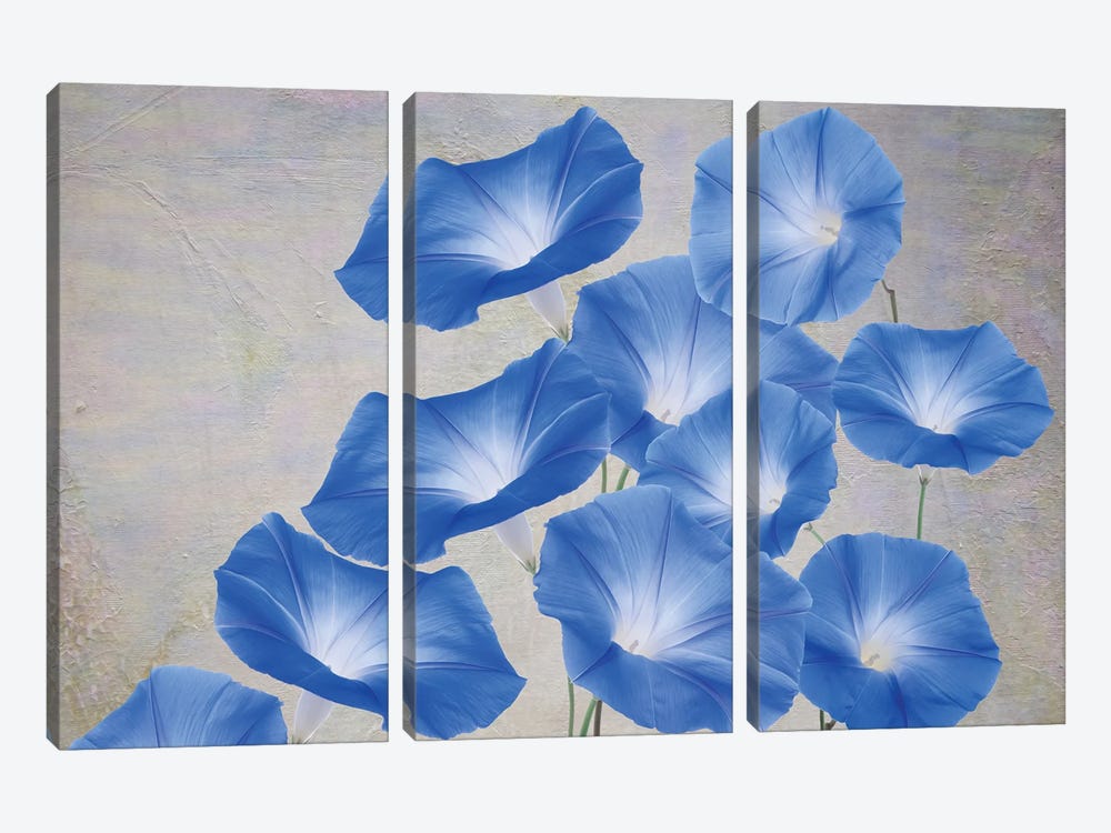 Blue Morning Glory Flowers by Laura D Young 3-piece Canvas Print