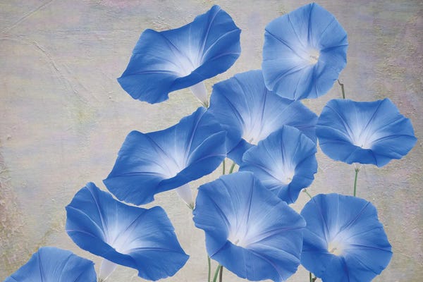 Laura D Young: Blue Morning Glory Flowers by Laura D Young