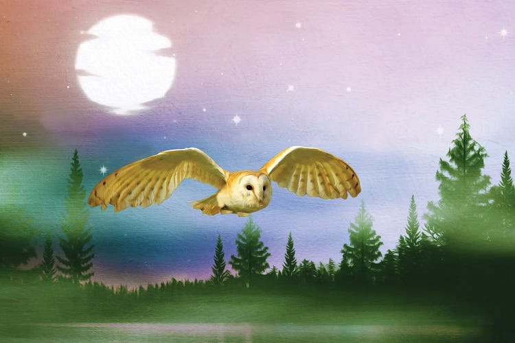 Barn Owl In Flight At Night