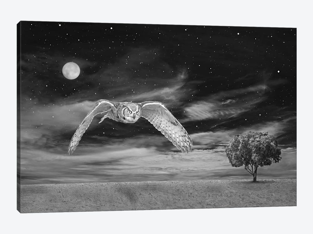 Great Horned Owl At Night Bw by Laura D Young 1-piece Canvas Art