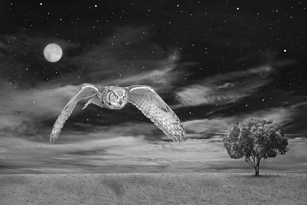 Laura D Young: Great Horned Owl At Night Bw by Laura D Young