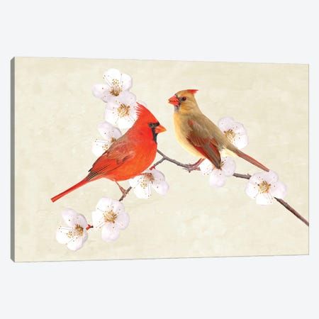 Cardinal Couple In Cherry Tree Canvas Print #LDY64} by Laura D Young Canvas Print