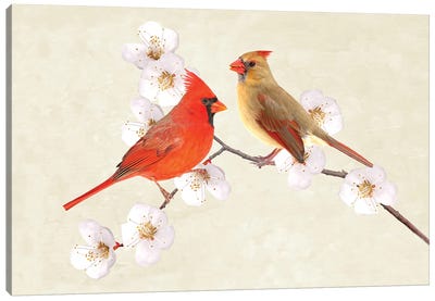 Cardinal Couple In Cherry Tree Canvas Art Print - Laura D Young