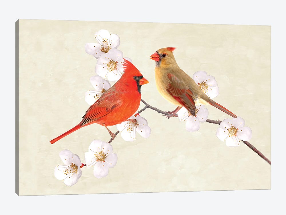Cardinal Couple In Cherry Tree by Laura D Young 1-piece Canvas Print