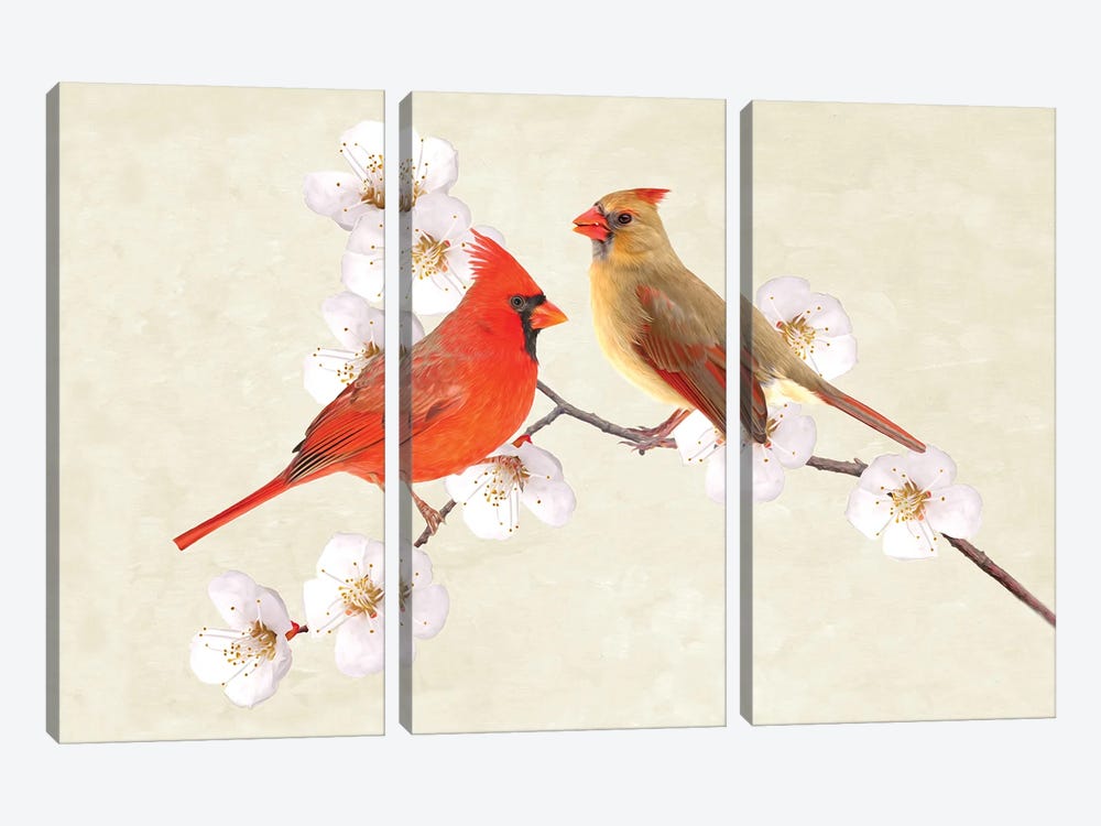 Cardinal Couple In Cherry Tree by Laura D Young 3-piece Canvas Print