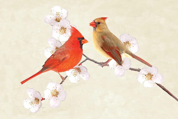 Laura D Young: Cardinal Couple In Cherry Tree by Laura D Young