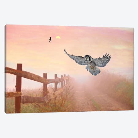 Northern Hawk Owl At Dusk Canvas Print #LDY65} by Laura D Young Canvas Art Print