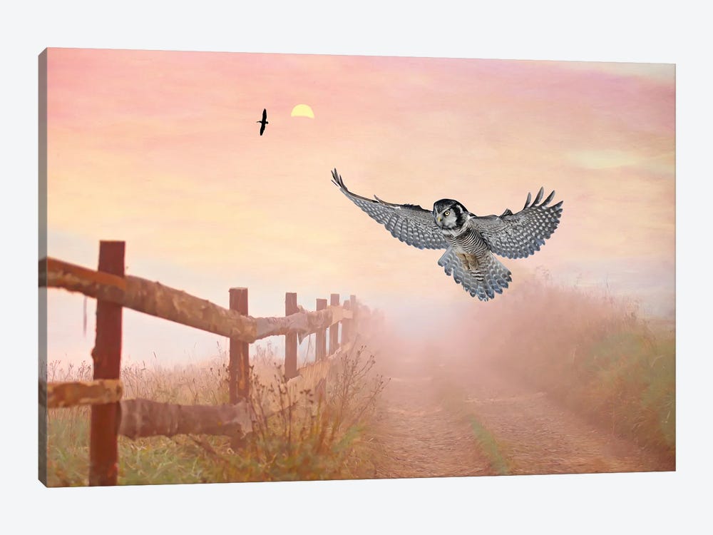 Northern Hawk Owl At Dusk by Laura D Young 1-piece Canvas Wall Art