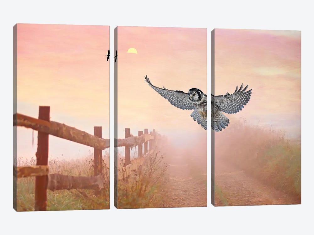 Northern Hawk Owl At Dusk by Laura D Young 3-piece Canvas Artwork
