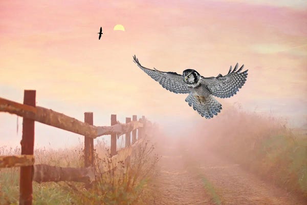 Laura D Young: Northern Hawk Owl At Dusk by Laura D Young