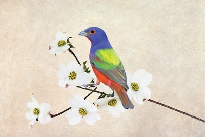 Painted Bunting In Dogwood Tree by Laura D Young canvas print