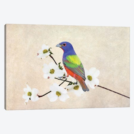 Painted Bunting In Dogwood Tree Canvas Print #LDY67} by Laura D Young Art Print